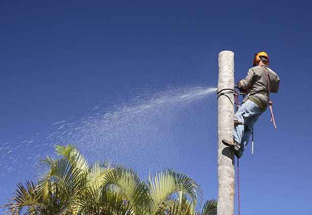 Best Residential Tree Removal  in Weston, OH