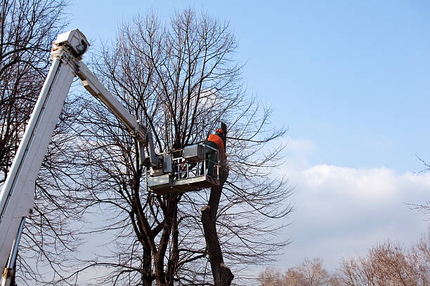 Best Tree and Shrub Care  in Weston, OH