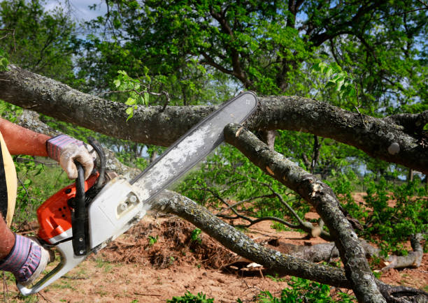 Best Leaf Removal  in Weston, OH