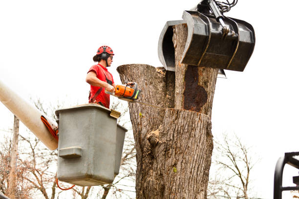 Best Stump Grinding and Removal  in Weston, OH